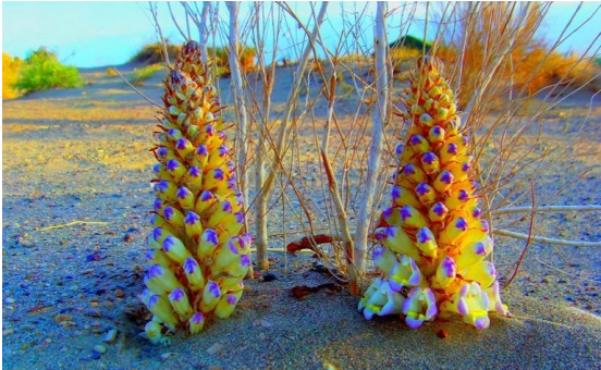 1526541682125077610.png QQ图片20180517152107.png